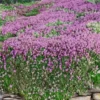 Magic Carpet Creeping Thyme (Thymus Serpyllum) - 6 Pack Of Pint Pots