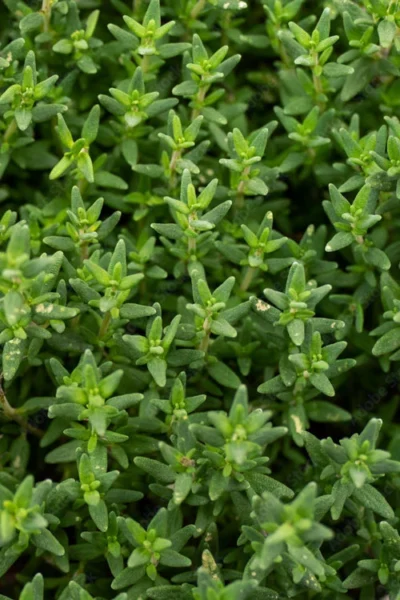 English Thyme (Thymus Vulgaris) - 6 Pack Of Pint Pots -Chaste Tree World thymus vulgaris english thyme 2