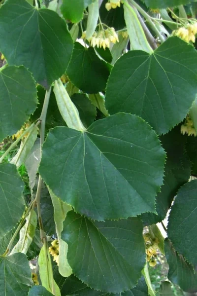 American Basswood Tree (Tilia Americana) - 3 Gallon Pot 9 American Basswood Tree (Tilia Americana) - 3 Gallon Pot -Chaste Tree World tilia americana basswood tree 1