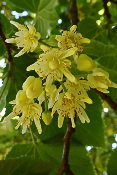 American Basswood Tree (Tilia Americana) - 3 Gallon Pot 10 American Basswood Tree (Tilia Americana) - 3 Gallon Pot -Chaste Tree World tilia americana basswood tree 2