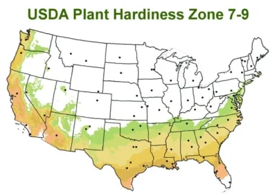 Chisato No Aki Camellia Japonica - 3 Gallon Pot 7 Chisato No Aki Camellia Japonica - 3 Gallon Pot -Chaste Tree World usda zone 7 9 map 600x425 1