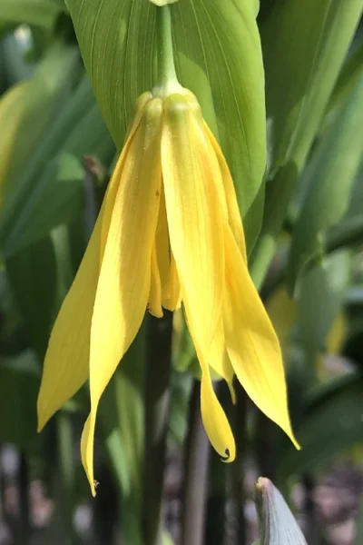Yellow Merry Bells (Uvularia Grandiflorum) - 3-Pack Of Quart Pots 11 Yellow Merry Bells (Uvularia Grandiflorum) - 3-Pack Of Quart Pots -Chaste Tree World uvularia grandiflora yellow merry bellows 3