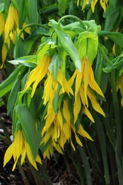 Yellow Merry Bells (Uvularia Grandiflorum) - 3-Pack Of Quart Pots 14 Yellow Merry Bells (Uvularia Grandiflorum) - 3-Pack Of Quart Pots -Chaste Tree World uvularia grandiflora yellow merry bellows 6