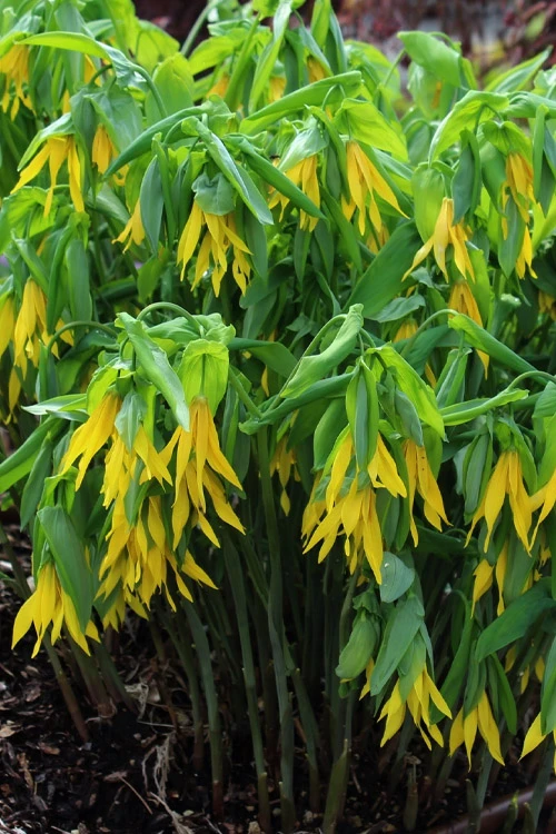 Yellow Merry Bells (Uvularia Grandiflorum) - 3-Pack Of Quart Pots 8 Yellow Merry Bells (Uvularia Grandiflorum) - 3-Pack Of Quart Pots - Image 8