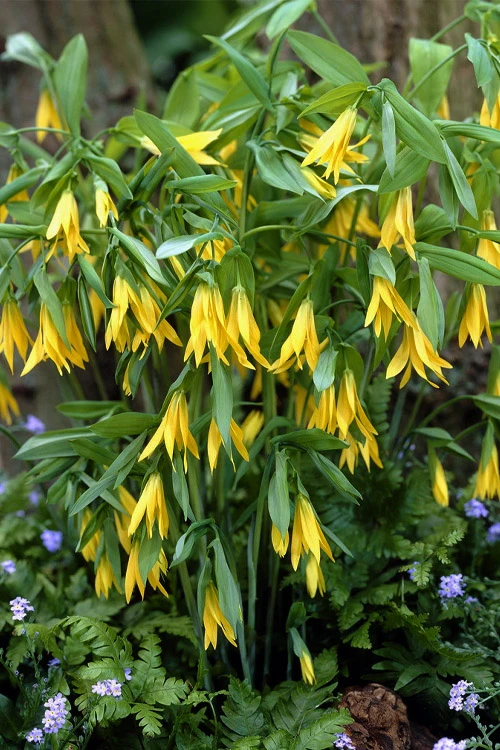 Yellow Merry Bells (Uvularia Grandiflorum) - 3-Pack Of Quart Pots 1 Yellow Merry Bells (Uvularia Grandiflorum) - 3-Pack Of Quart Pots