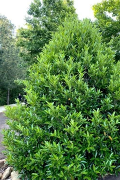 Mirror Leaf Sweet Viburnum - 3 Gallon Pot -Chaste Tree World viburnum awabuki chindo 3