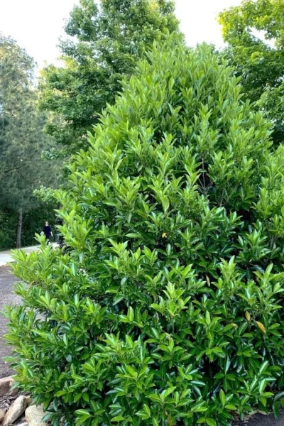 Mirror Leaf Sweet Viburnum - 3 Gallon Pot 8 Mirror Leaf Sweet Viburnum - 3 Gallon Pot -Chaste Tree World viburnum awabuki chindo 3