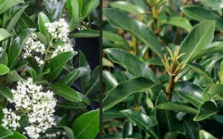 Mirror Leaf Sweet Viburnum - 3 Gallon Pot -Chaste Tree World viburnum awabuki chindo 4