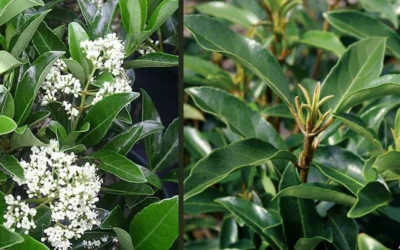 Mirror Leaf Sweet Viburnum - 3 Gallon Pot 9 Mirror Leaf Sweet Viburnum - 3 Gallon Pot -Chaste Tree World viburnum awabuki chindo 4