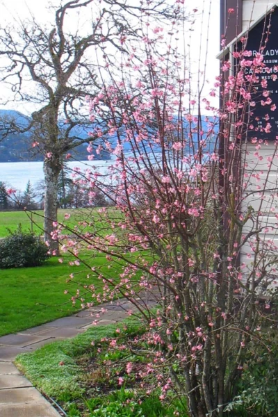 Pink Dawn Fragrant Viburnum - 1 Gallon Pot -Chaste Tree World viburnum bodnantense dawn 13