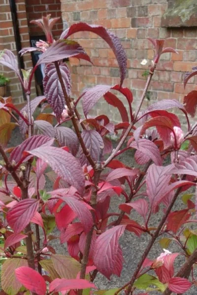 Pink Dawn Fragrant Viburnum - 1 Gallon Pot -Chaste Tree World viburnum bodnantense dawn 15