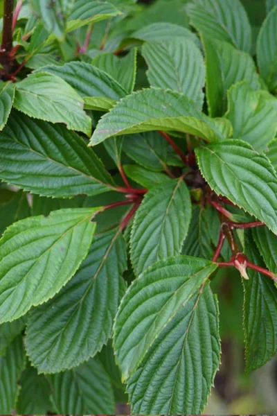 Pink Dawn Fragrant Viburnum - 1 Gallon Pot -Chaste Tree World viburnum bodnantense dawn 16