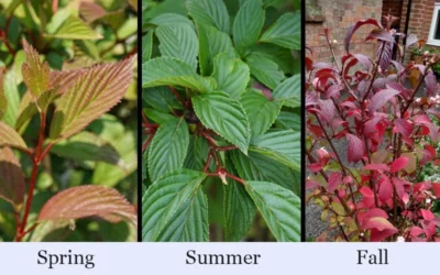 Pink Dawn Fragrant Viburnum - 5 Gallon Pot -Chaste Tree World viburnum bodnantense dawn 19 1