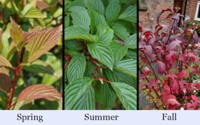 Pink Dawn Fragrant Viburnum - 1 Gallon Pot -Chaste Tree World viburnum bodnantense dawn 19