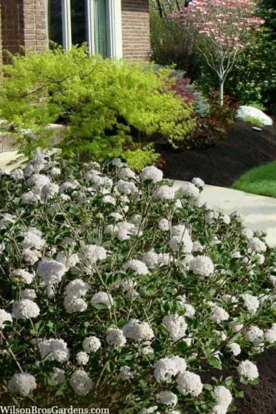 Spice Baby Koreanspice Viburnum - 3 Gallon Pot -Chaste Tree World viburnum carleseii spice baby 7