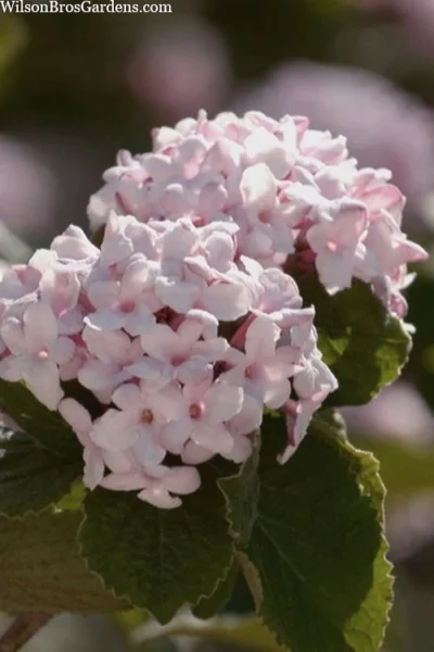 Spice Baby Koreanspice Viburnum - 3 Gallon Pot