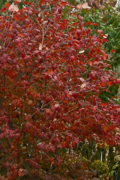 Spice Girl Koreanspice Viburnum - 1 Gallon Pot -Chaste Tree World viburnum carleseii spiro spice girl 1