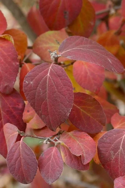 Spice Girl Koreanspice Viburnum - 1 Gallon Pot -Chaste Tree World viburnum carleseii spiro spice girl 4