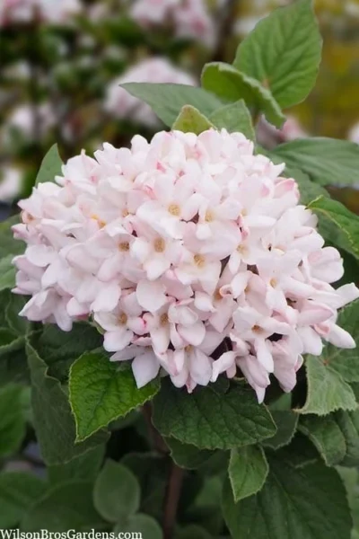 Spice Girl Koreanspice Viburnum - 1 Gallon Pot -Chaste Tree World viburnum carleseii spiro spice girl 6