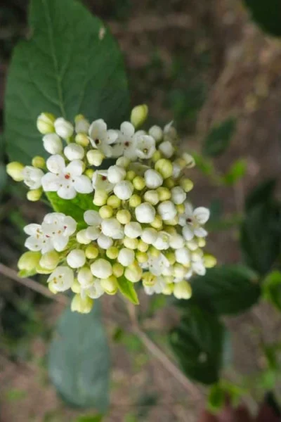 Nantucket Fragrant Snowball Viburnum - 3 Gallon Pot 11 Nantucket Fragrant Snowball Viburnum - 3 Gallon Pot -Chaste Tree World viburnum nantucket 3