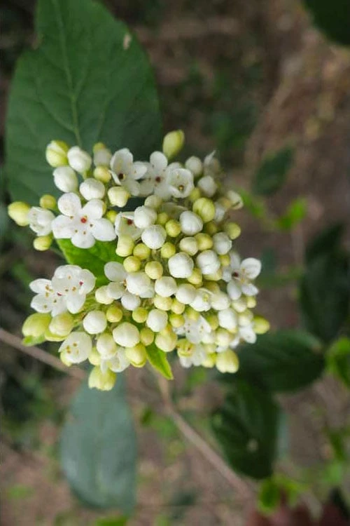 Nantucket Fragrant Snowball Viburnum - 3 Gallon Pot 6 Nantucket Fragrant Snowball Viburnum - 3 Gallon Pot - Image 6