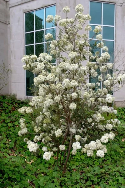 Nantucket Fragrant Snowball Viburnum - 3 Gallon Pot 10 Nantucket Fragrant Snowball Viburnum - 3 Gallon Pot -Chaste Tree World viburnum nantucket 5