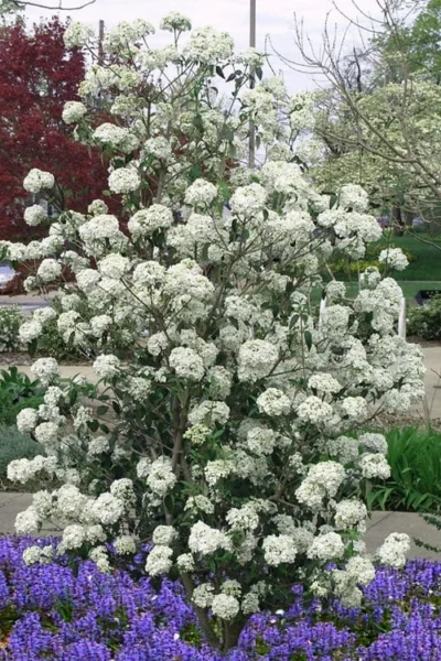 Nantucket Fragrant Snowball Viburnum - 3 Gallon Pot 9 Nantucket Fragrant Snowball Viburnum - 3 Gallon Pot -Chaste Tree World viburnum nantucket 7