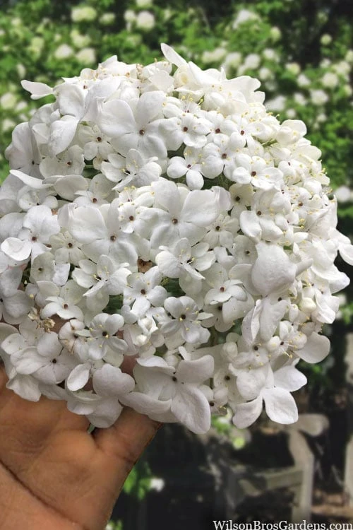 Nantucket Fragrant Snowball Viburnum - 3 Gallon Pot 1 Nantucket Fragrant Snowball Viburnum - 3 Gallon Pot