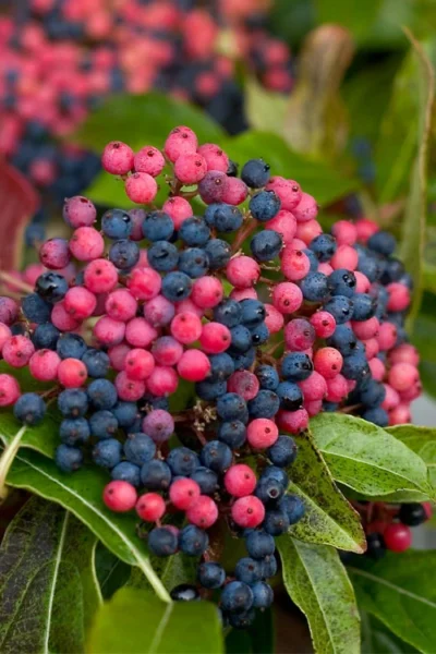 Brandywine Viburnum - 3 Gallon Pot -Chaste Tree World viburnum nudum brandywine 2