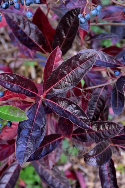 Brandywine Viburnum - 3 Gallon Pot -Chaste Tree World viburnum nudum brandywine 4