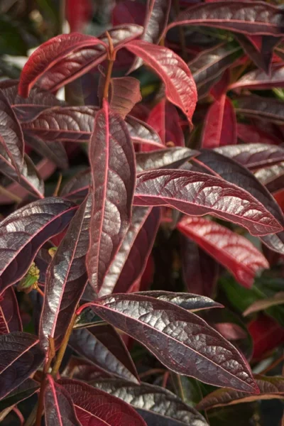 Brandywine Viburnum - 3 Gallon Pot -Chaste Tree World viburnum nudum brandywine 5