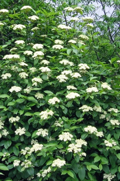 Brandywine Viburnum - 3 Gallon Pot -Chaste Tree World viburnum nudum brandywine 6