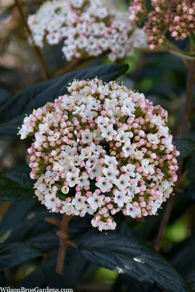 Prague Viburnum - 1 Gallon Pot -Chaste Tree World viburnum pragense prague 2