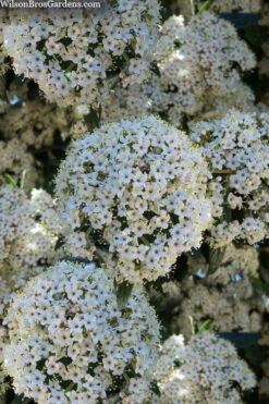 Prague Viburnum - 1 Gallon Pot -Chaste Tree World viburnum pragense prague 5