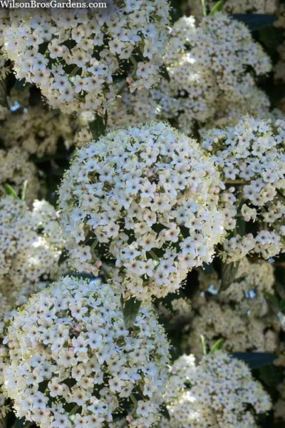 Prague Viburnum - 1 Gallon Pot -Chaste Tree World viburnum pragense prague 5