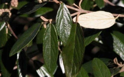 Prague Viburnum - 1 Gallon Pot -Chaste Tree World viburnum pragense prague 7