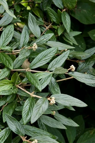 Prague Viburnum - 1 Gallon Pot -Chaste Tree World viburnum pragense prague 9