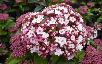 Spirit Viburnum - 3 Gallon Pot 10 Spirit Viburnum - 3 Gallon Pot -Chaste Tree World viburnum tinus spirit 1 1