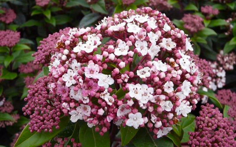 Spirit Viburnum - 3 Gallon Pot 5 Spirit Viburnum - 3 Gallon Pot - Image 5
