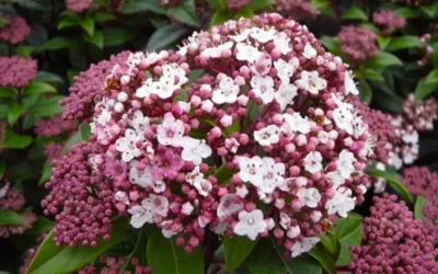 Spirit Viburnum - 3 Gallon Pot 11 Spirit Viburnum - 3 Gallon Pot -Chaste Tree World viburnum tinus spirit 1