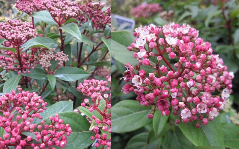 Spirit Viburnum - 3 Gallon Pot 6 Spirit Viburnum - 3 Gallon Pot - Image 6