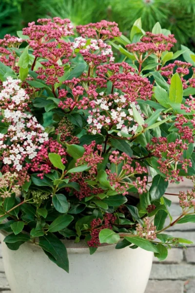 Spirit Viburnum - 3 Gallon Pot 9 Spirit Viburnum - 3 Gallon Pot -Chaste Tree World viburnum tinus spirit 4 1