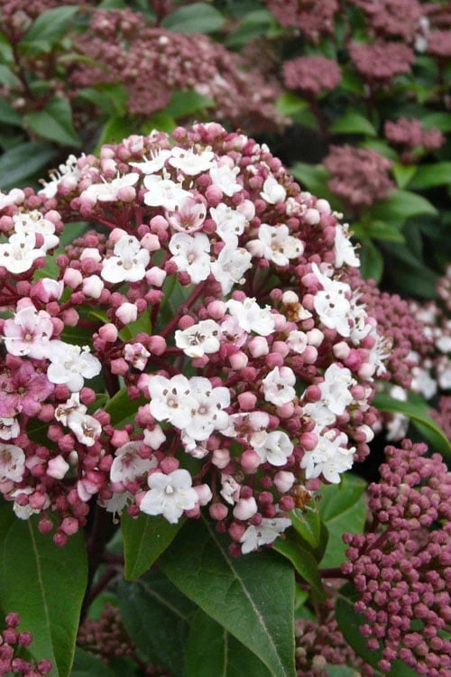 Spirit Viburnum - 3 Gallon Pot 1 Spirit Viburnum - 3 Gallon Pot