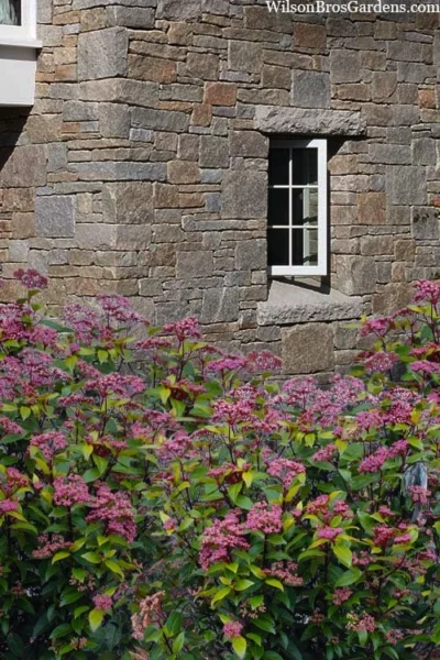 Spirit Viburnum - 3 Gallon Pot 12 Spirit Viburnum - 3 Gallon Pot -Chaste Tree World viburnum tinus spirit 7