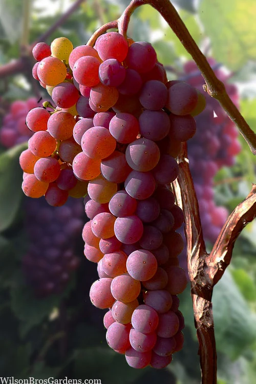 Canadice Red Seedless Grape Vine - 1 Gallon Pot 1 Canadice Red Seedless Grape Vine - 1 Gallon Pot
