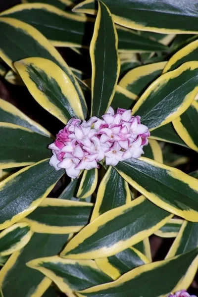Marianni Variegated Pink Winter Daphne - 2 Gallon Pot 9 Marianni Variegated Pink Winter Daphne - 2 Gallon Pot -Chaste Tree World winter daphne marianni 3