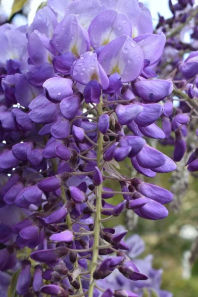 Okayama Silky Wisteria Vine - 3 Gallon Pot -Chaste Tree World wisteria brachybrotrys okayama silky wisteria vine 1