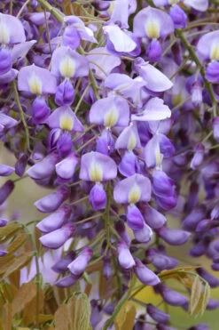 Okayama Silky Wisteria Vine - 3 Gallon Pot -Chaste Tree World wisteria brachybrotrys okayama silky wisteria vine 4