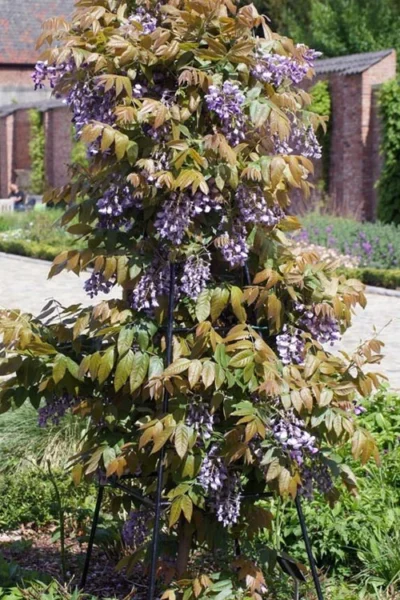 Okayama Silky Wisteria Vine - 3 Gallon Pot -Chaste Tree World wisteria brachybrotrys okayama silky wisteria vine 7