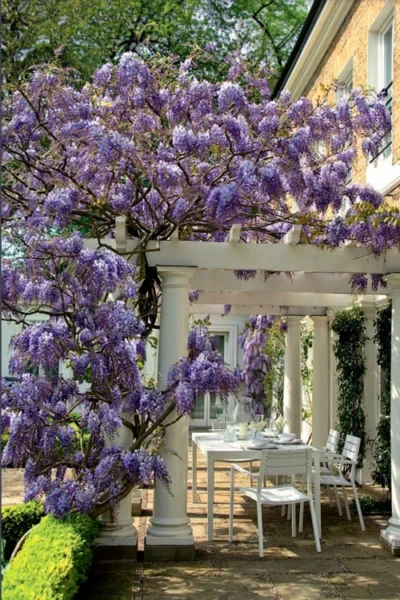 Okayama Silky Wisteria Vine - 3 Gallon Pot -Chaste Tree World wisteria brachybrotrys okayama silky wisteria vine 9